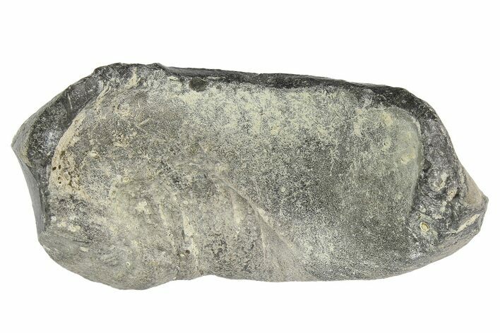 Fossil Whale Ear Bone - Miocene #177830